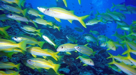 Конкурс Epson Red Sea Конкурс Epson Red Sea